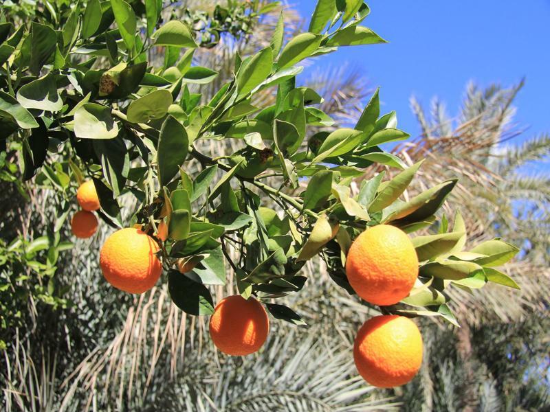 Jnane Tamsna Hotel Marrakesh Luaran gambar